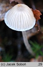 Mycena pseudopicta (grzybówka białawoostrzowa)