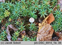 Mycena pseudopicta (grzybówka białawoostrzowa)