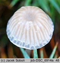 Mycena pseudopicta (grzybówka białawoostrzowa)