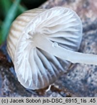 Mycena pseudopicta (grzybówka białawoostrzowa)