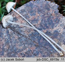 Mycena pseudopicta (grzybówka białawoostrzowa)