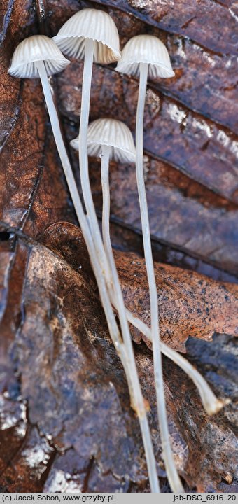 Mycena pseudopicta (grzybówka białawoostrzowa)