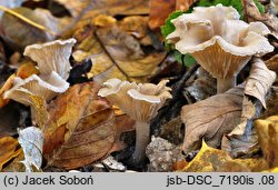 Clitocybe vibecina (lejkówka rowkowana)