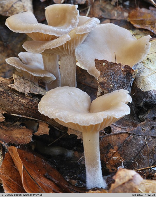 Clitocybe vibecina (lejkówka rowkowana)