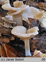 Clitocybe vibecina (lejkówka rowkowana)