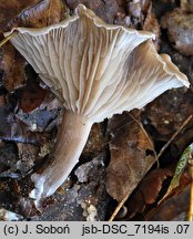 Clitocybe vibecina (lejkówka rowkowana)