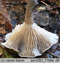 Clitocybe vibecina (lejkówka rowkowana)