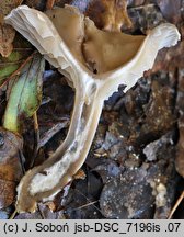 Clitocybe vibecina (lejkówka rowkowana)