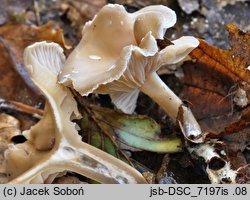 Clitocybe vibecina (lejkówka rowkowana)