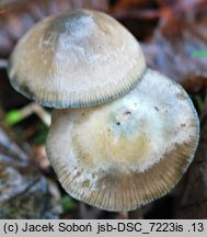 Psilocybe serbica (łysiczka serbska)