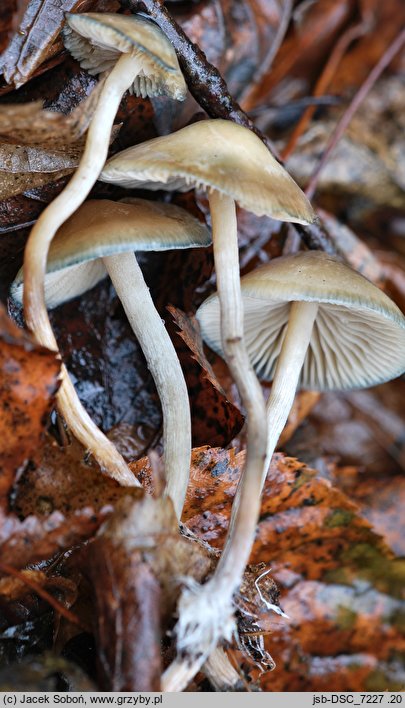 Psilocybe serbica (łysiczka serbska)