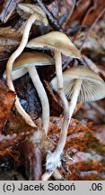 Psilocybe serbica (łysiczka serbska)