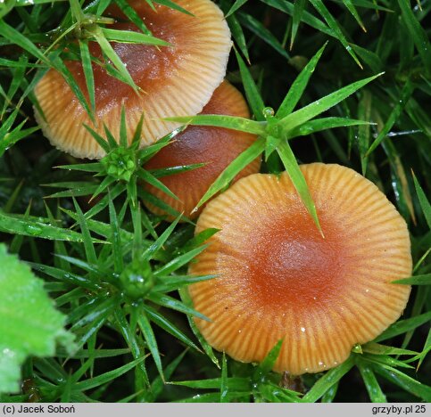 Galerina ampullaceocystis (hełmówka torfowcolubna)