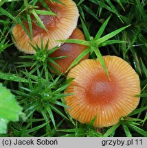 Galerina ampullaceocystis (hełmówka torfowcolubna)