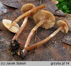 Galerina ampullaceocystis (hełmówka torfowcolubna)