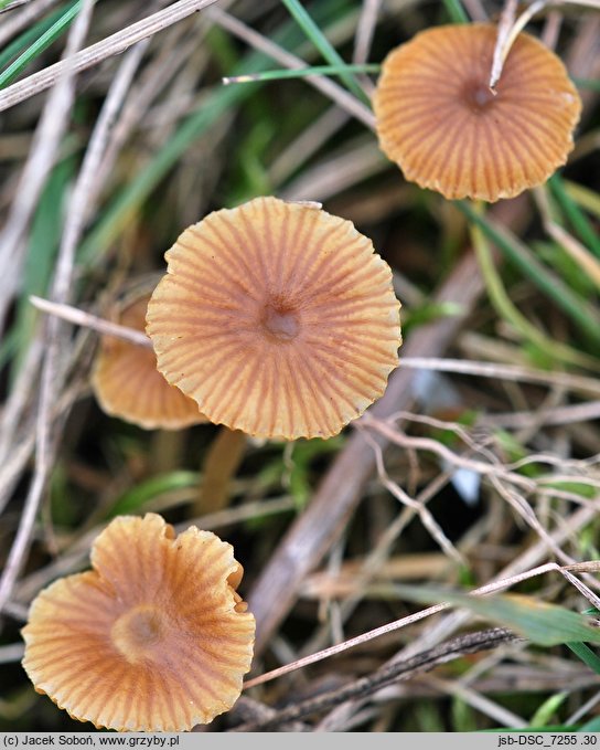 Galerina graminea (hełmówka murawowa)