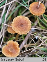 Galerina graminea (hełmówka murawowa)