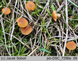 Galerina graminea (hełmówka murawowa)