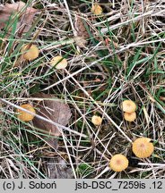 Galerina graminea (hełmówka murawowa)