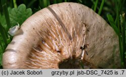Entoloma sepium (dzwonkówka mącznowonna)