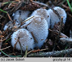 Coprinopsis jonesii