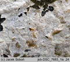 Hyphoderma setigerum (strzępkoskórka szczeciniasta)