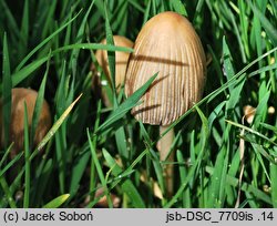 Coprinellus silvaticus (czernidłak szorstkozarodnikowy)