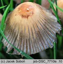 Coprinellus silvaticus (czernidłak szorstkozarodnikowy)