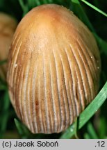 Coprinellus silvaticus (czernidłak szorstkozarodnikowy)