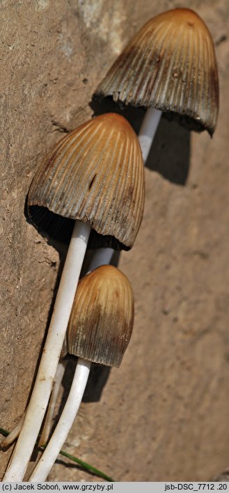 Coprinellus silvaticus (czernidłak szorstkozarodnikowy)