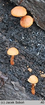 Galerina pallida