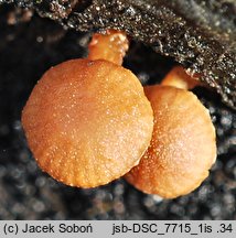 Galerina pallida