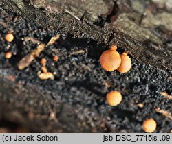 Galerina pallida