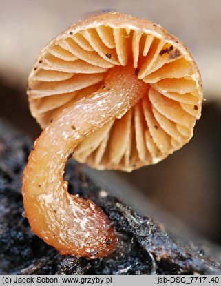 Galerina pallida