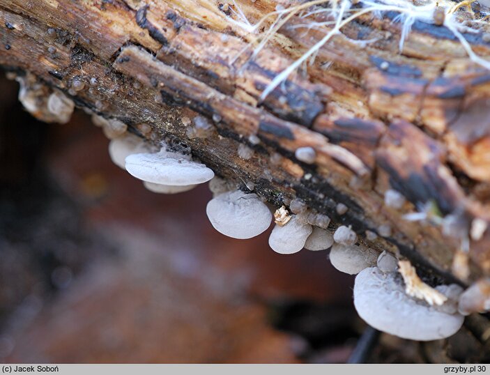 Resupinatus applicatus (odgiętka pofałdowana)