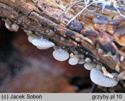 Resupinatus applicatus (odgiętka pofałdowana)