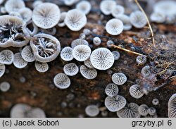 Resupinatus applicatus (odgiętka pofałdowana)