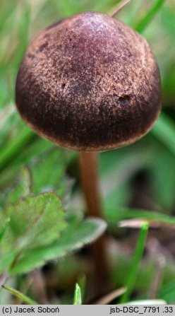 Panaeolus fimicola (kołpaczek ciemnoszary)