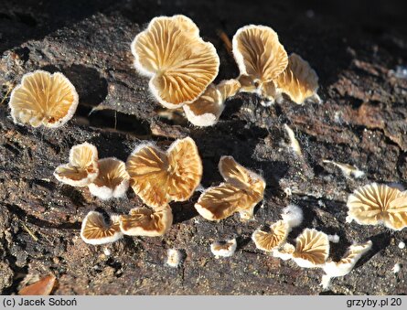 Crepidotus epibryus (ciżmówka mchowa)