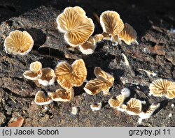 Crepidotus epibryus (ciżmówka mchowa)