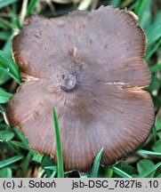 Entoloma sericeum (dzwonkówka jedwabista)