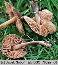 Entoloma ortonii