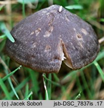 Entoloma sericeum (dzwonkówka jedwabista)