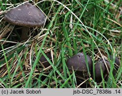 Entoloma ortonii