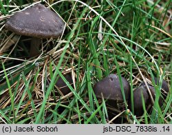 Entoloma sericeum (dzwonkówka jedwabista)