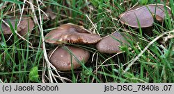 Entoloma ortonii
