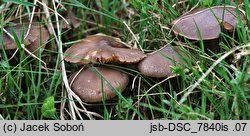 Entoloma sericeum (dzwonkówka jedwabista)