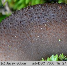 Plicaria leiocarpa