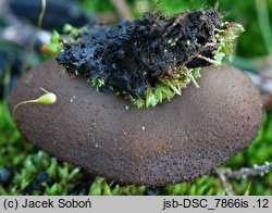 Plicaria leiocarpa