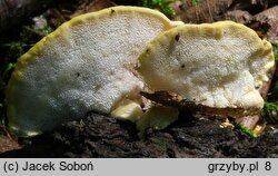 Antrodiella serpula (jamkóweczka żółtawa)